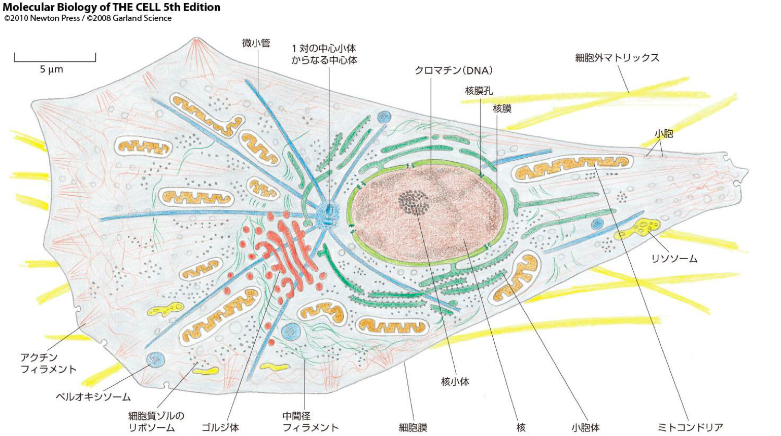 生体物質化学Ⅱ 第1回 · 3S, image size:1539x860